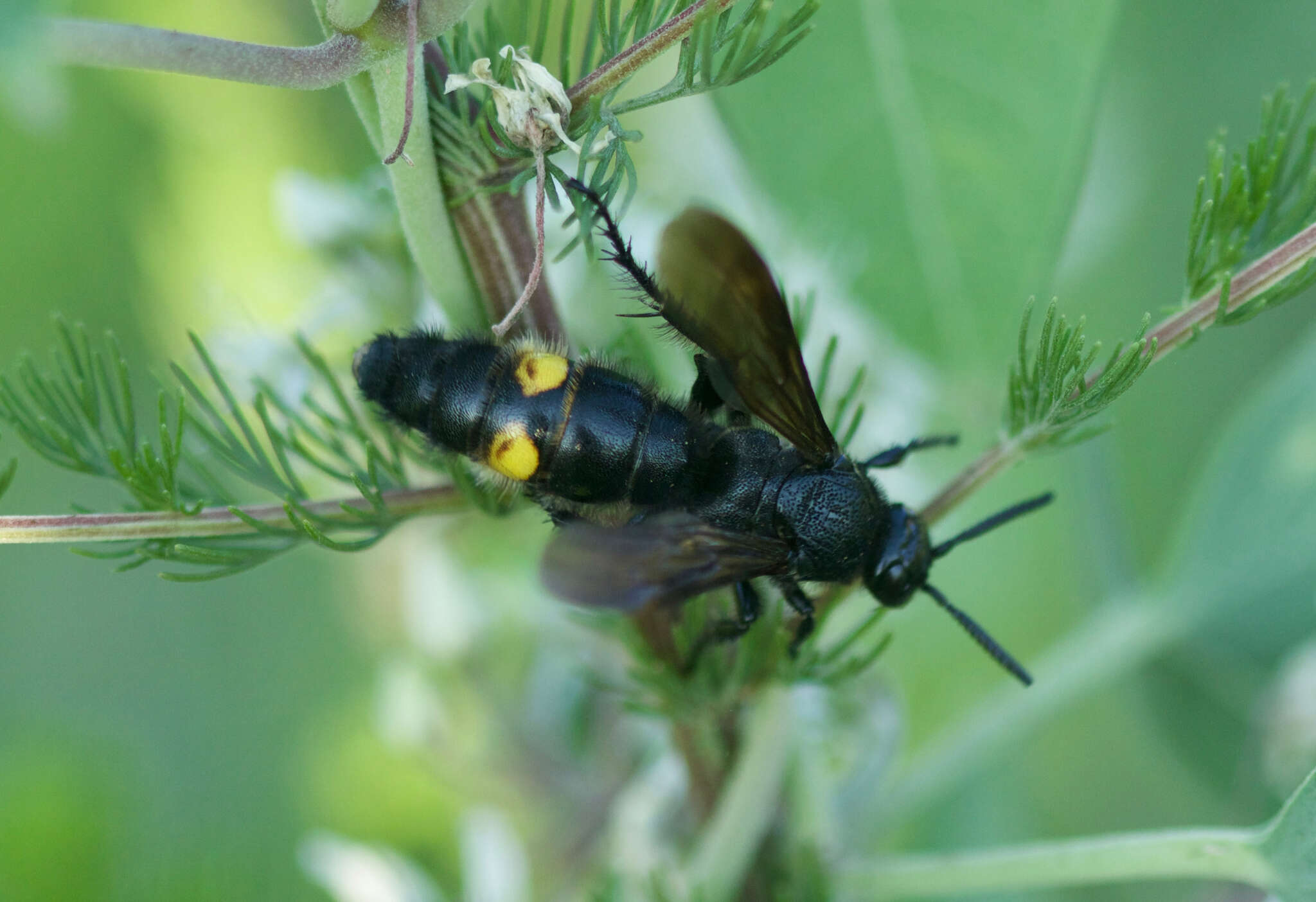 Image of Scolia oculata Matsumura 1911