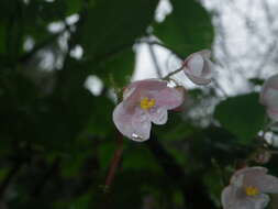 Image of Begonia crenata Dryand.