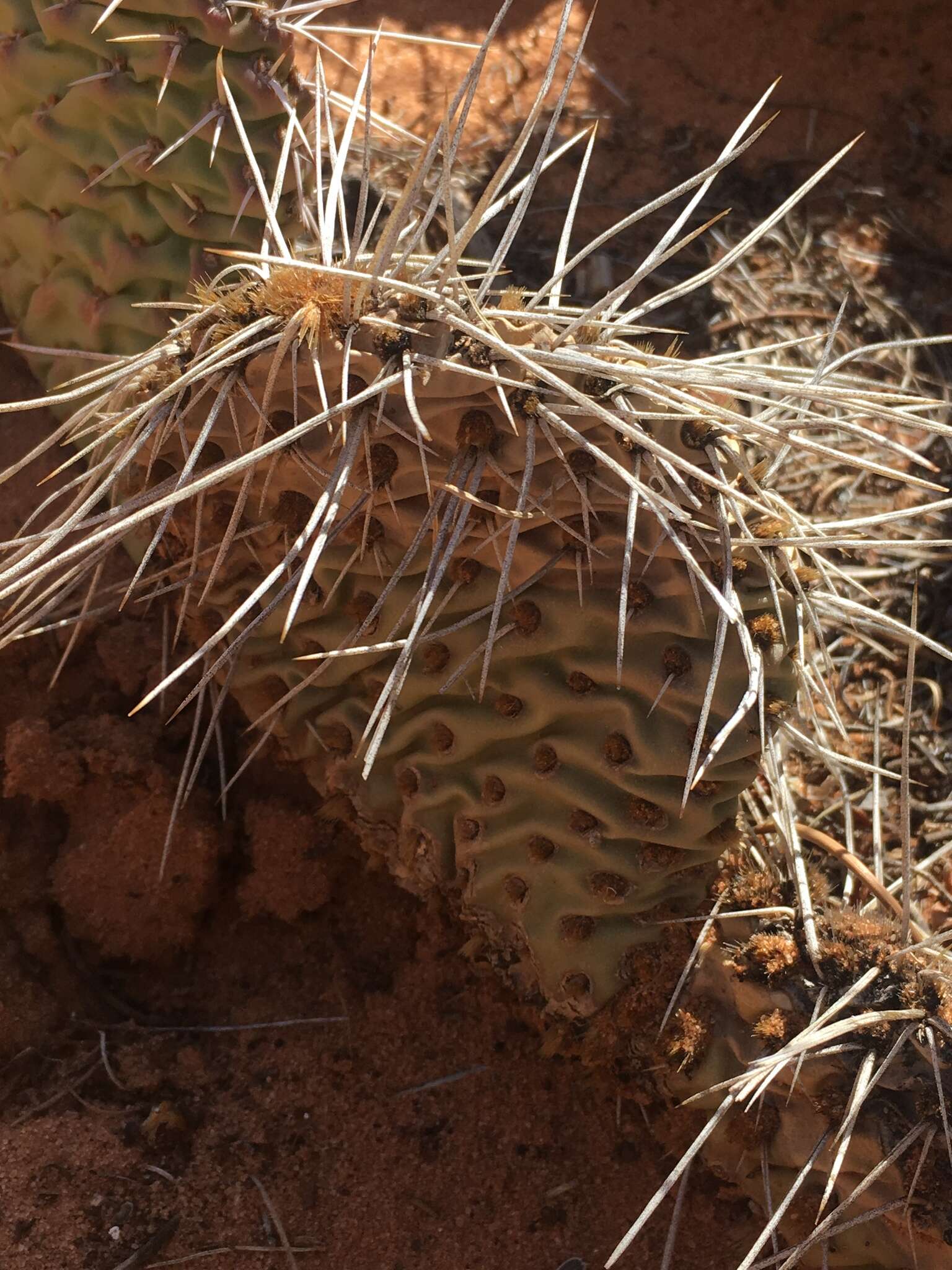 Image of Golden Prickly-pear