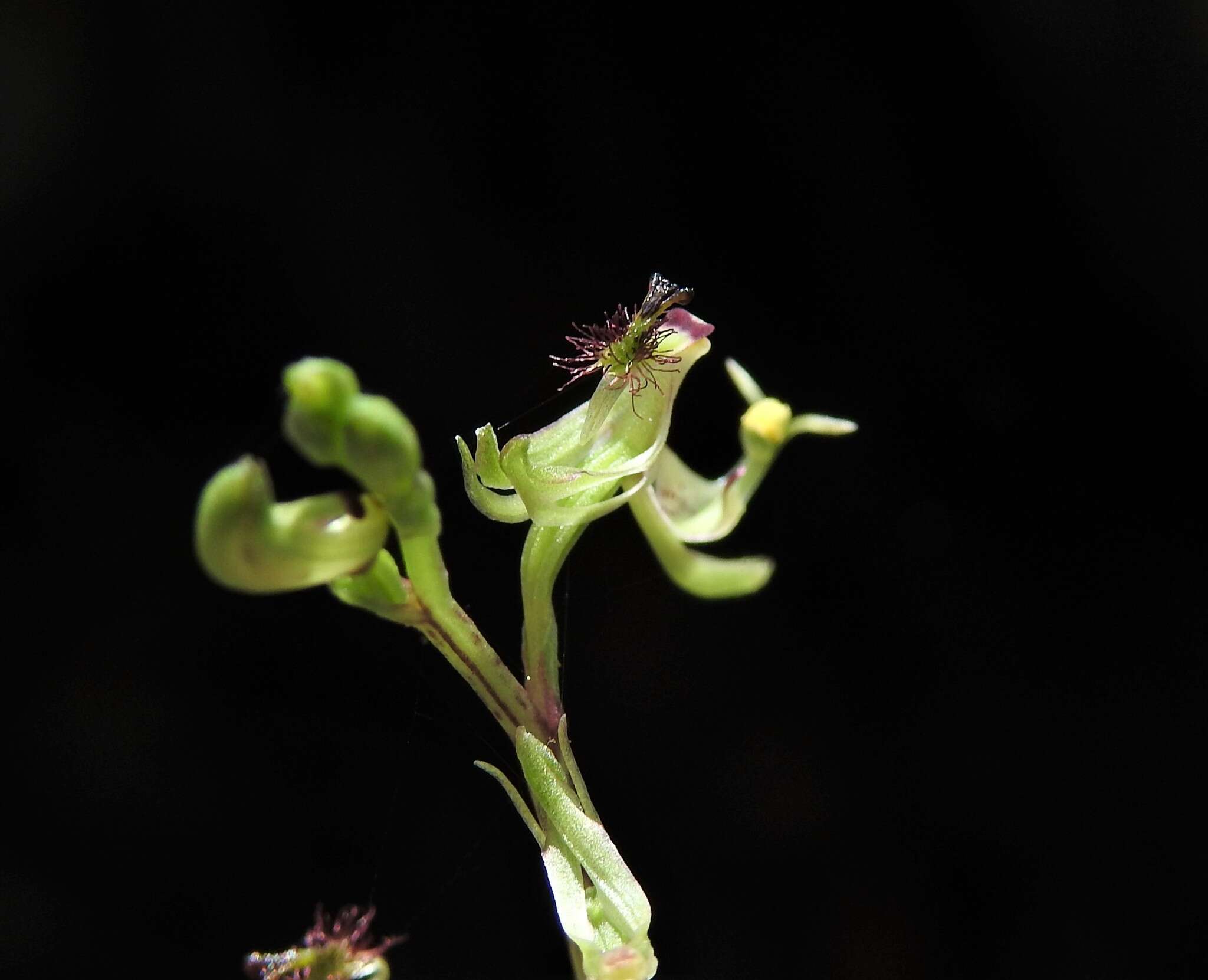 Plancia ëd Arthrochilus prolixus D. L. Jones