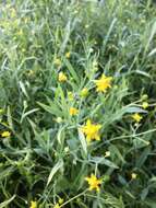 Image of waterplantain spearwort