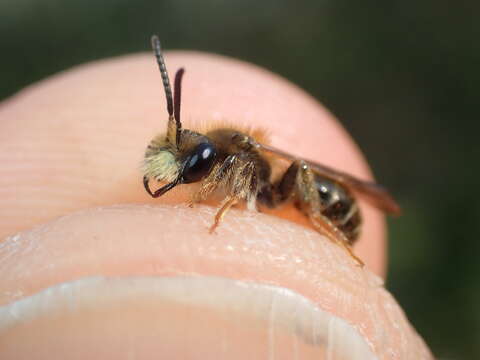 Image de Andrena chrysosceles (Kirby 1802)