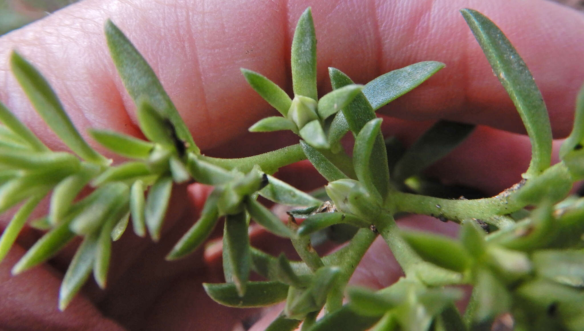 Image of Cockerell's stonecrop