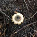 Image of Geastrum saccatum var. lloydianum (Rick) Rick