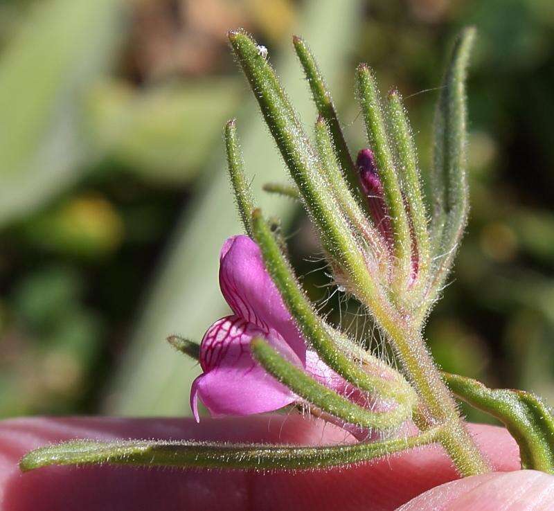 Слика од Misopates orontium subsp. orontium