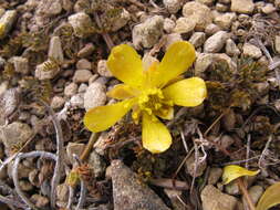 Image de Ranunculus crithmifolius Hook. fil.