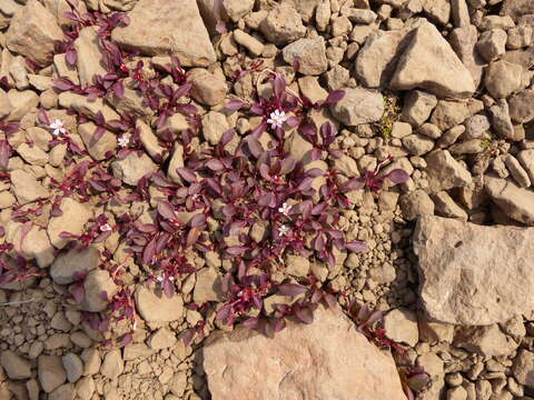 Image of Sierran Springbeauty