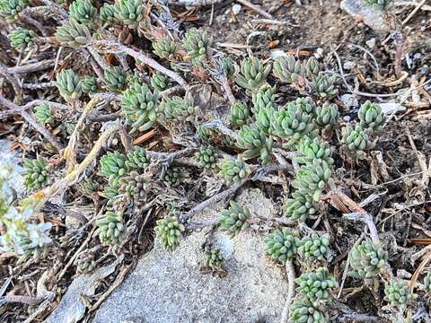 Image of Petrosedum subulatum (C. A. Mey.) Afferni