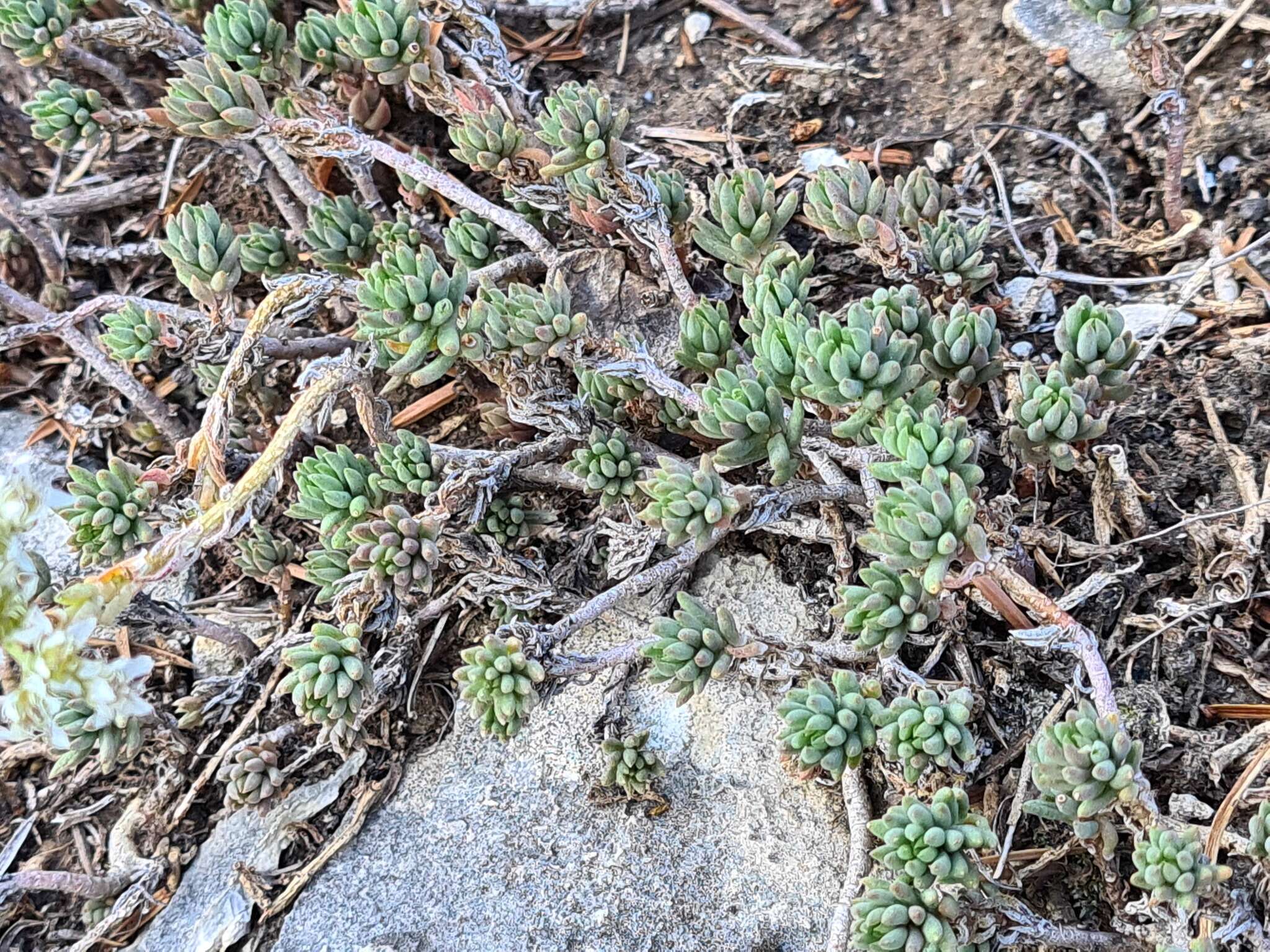 Sivun Petrosedum subulatum (C. A. Mey.) Afferni kuva