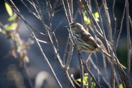 Image of Karoo Prinia