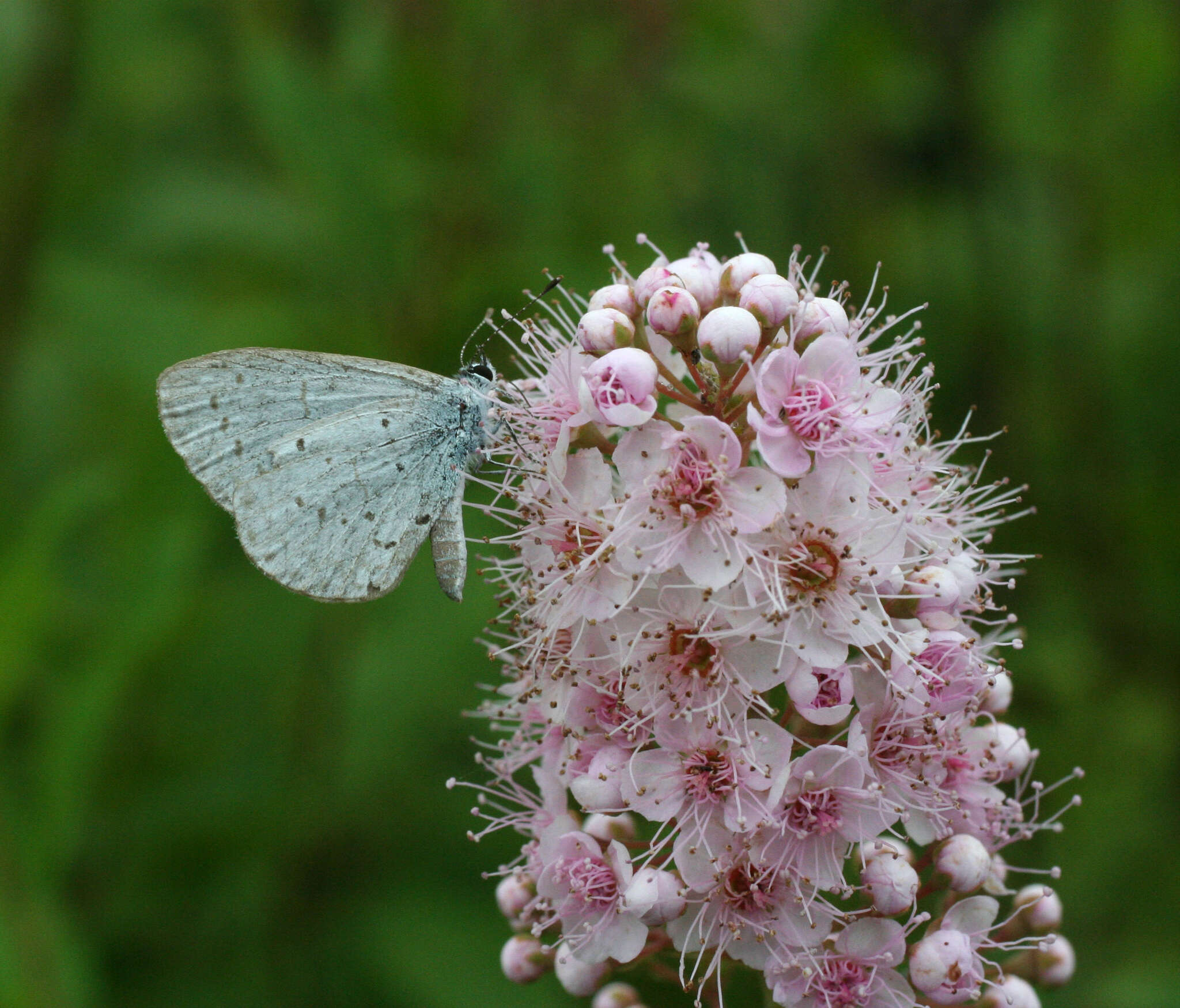 Image of Celastrina argiolus ladonides (De L'Orza 1869)