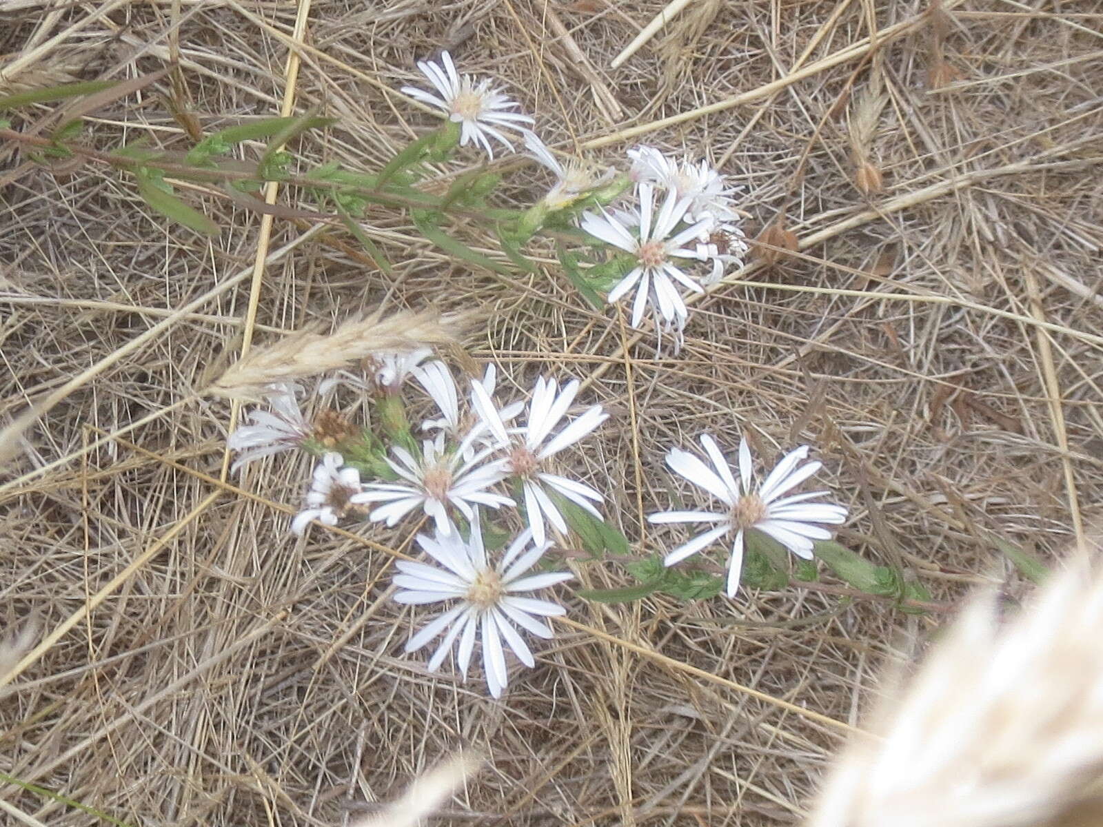 Image of Hall's aster