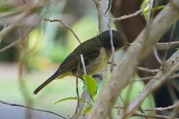 Imagem de Pachycephala pectoralis xanthoprocta Gould 1838