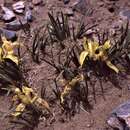 Image of Iris potaninii var. potaninii