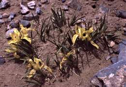 Image of Iris potaninii var. potaninii