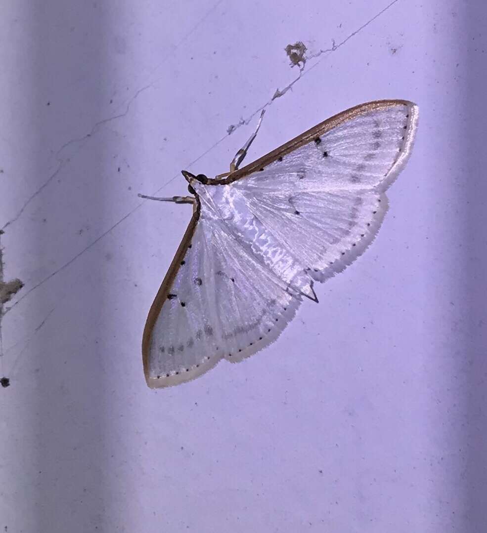 Imagem de Palpita nigropunctalis Bremer 1864