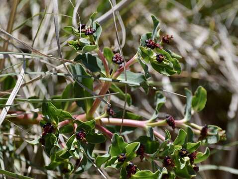 Image of Euphorbia portulacoides L.