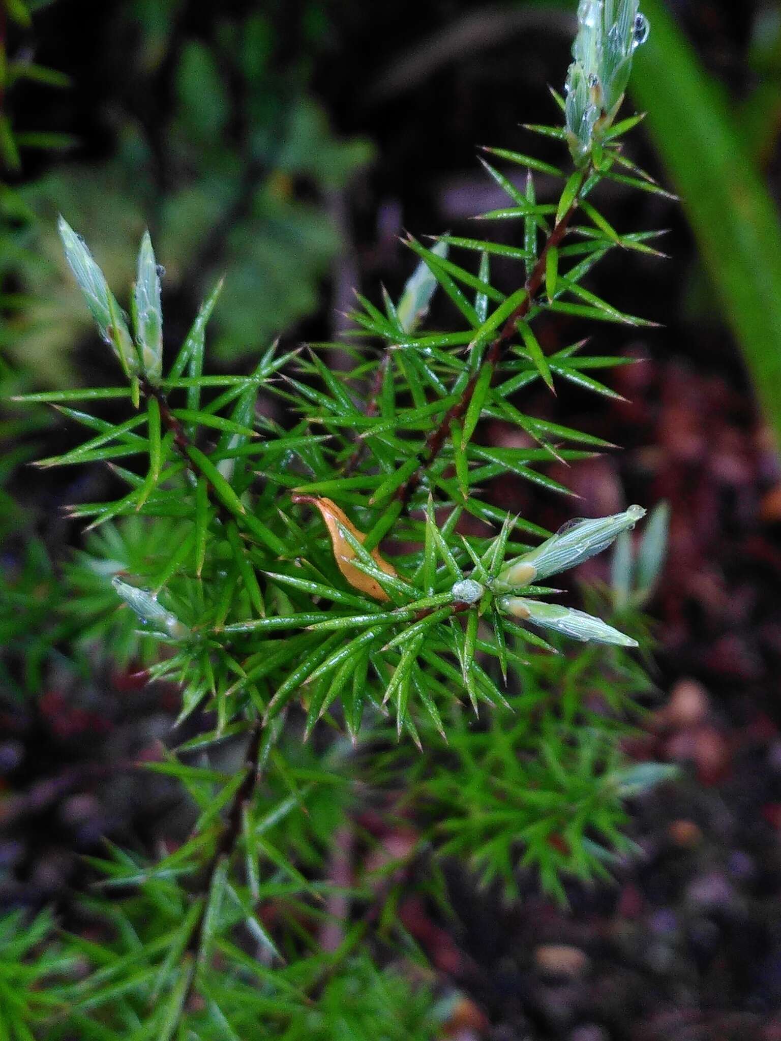 Image of Styphelia sieberi