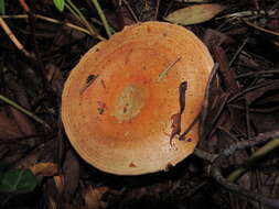 Image of Lactarius rubrilacteus Hesler & A. H. Sm. 1979