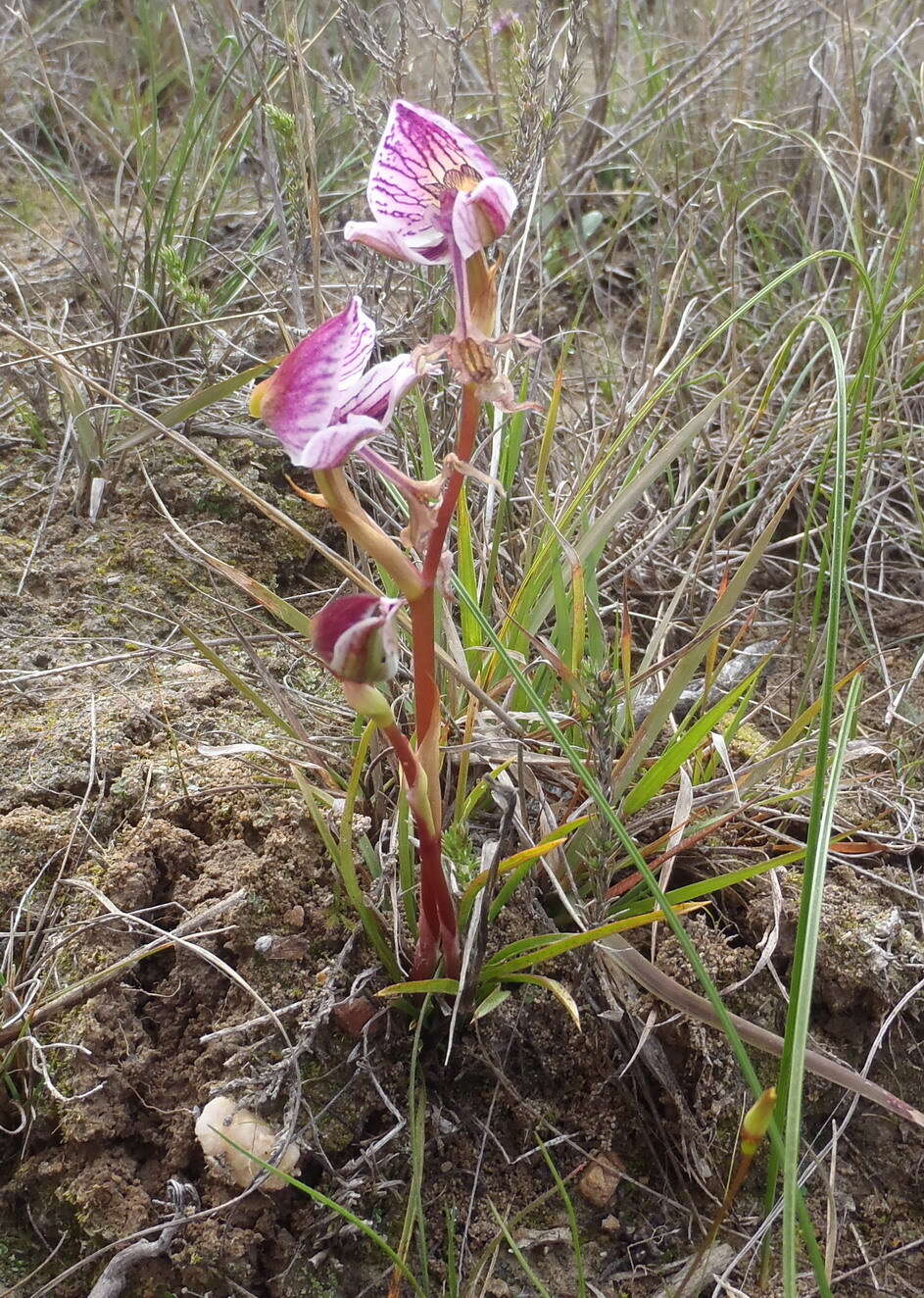 Disa spathulata subsp. tripartita (Lindl.) H. P. Linder resmi