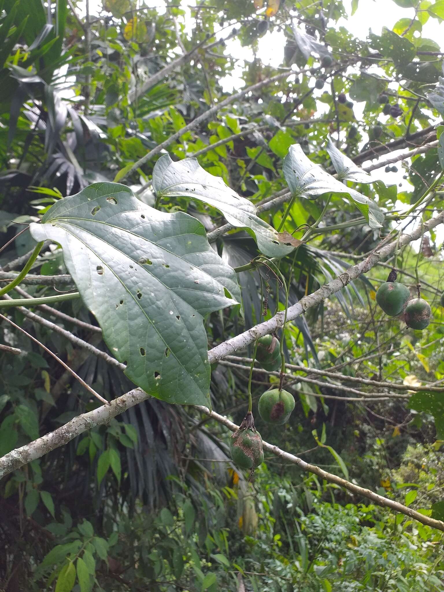 Imagem de Passiflora dawei Killip