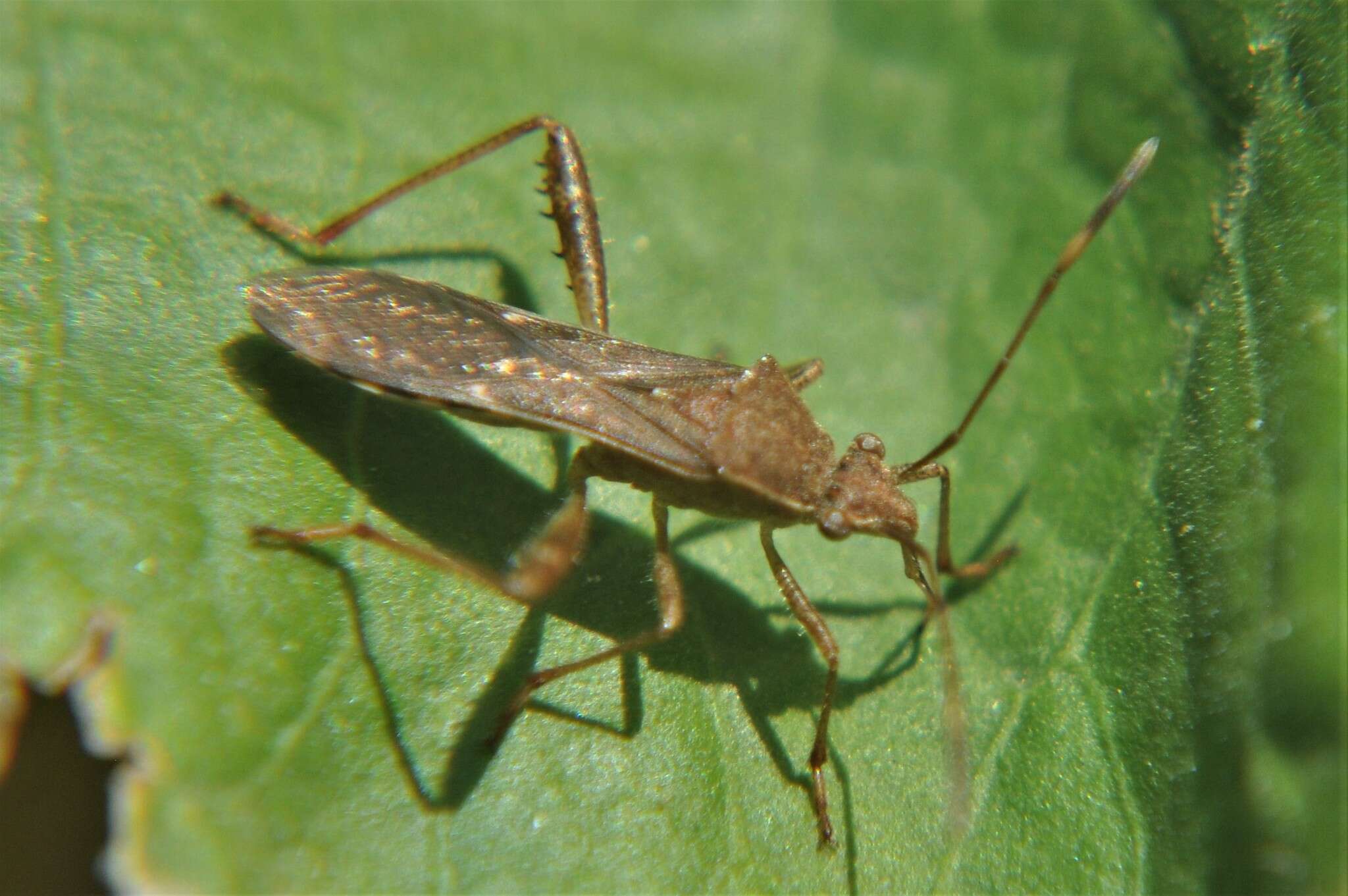 Image of Burtinus notatipennis (Stål 1860)