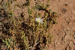 Image of Mesembryanthemum tetragonum Thunb.