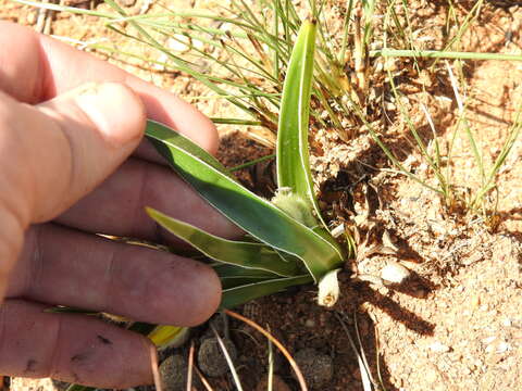 Image of Mr Burchell's Hypoxis