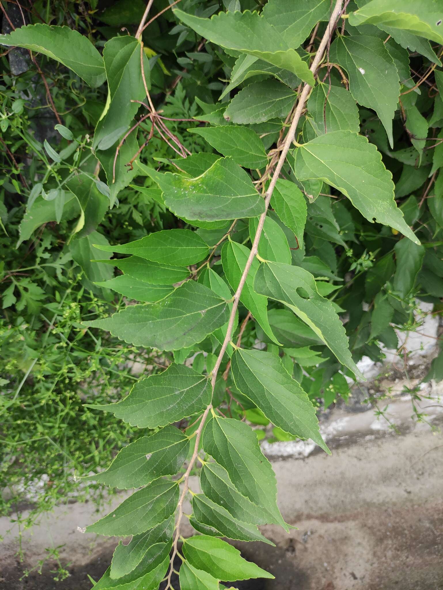 Image of Bunge's hackberry