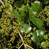 Image of Populus mexicana subsp. mexicana