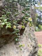 Image of Monanthes laxiflora (DC.) Bolle