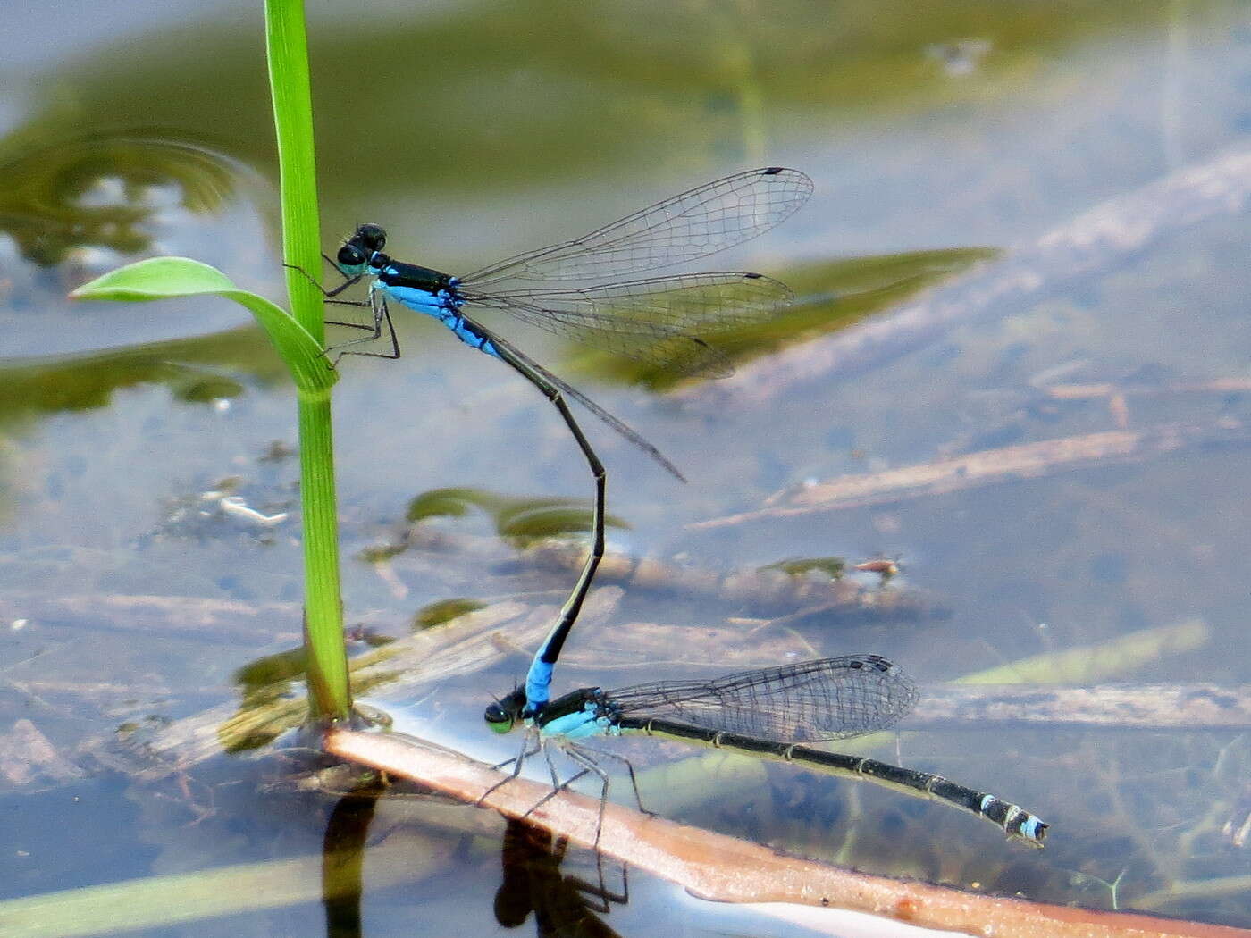 Image of Xiphiagrion cyanomelas Selys 1876