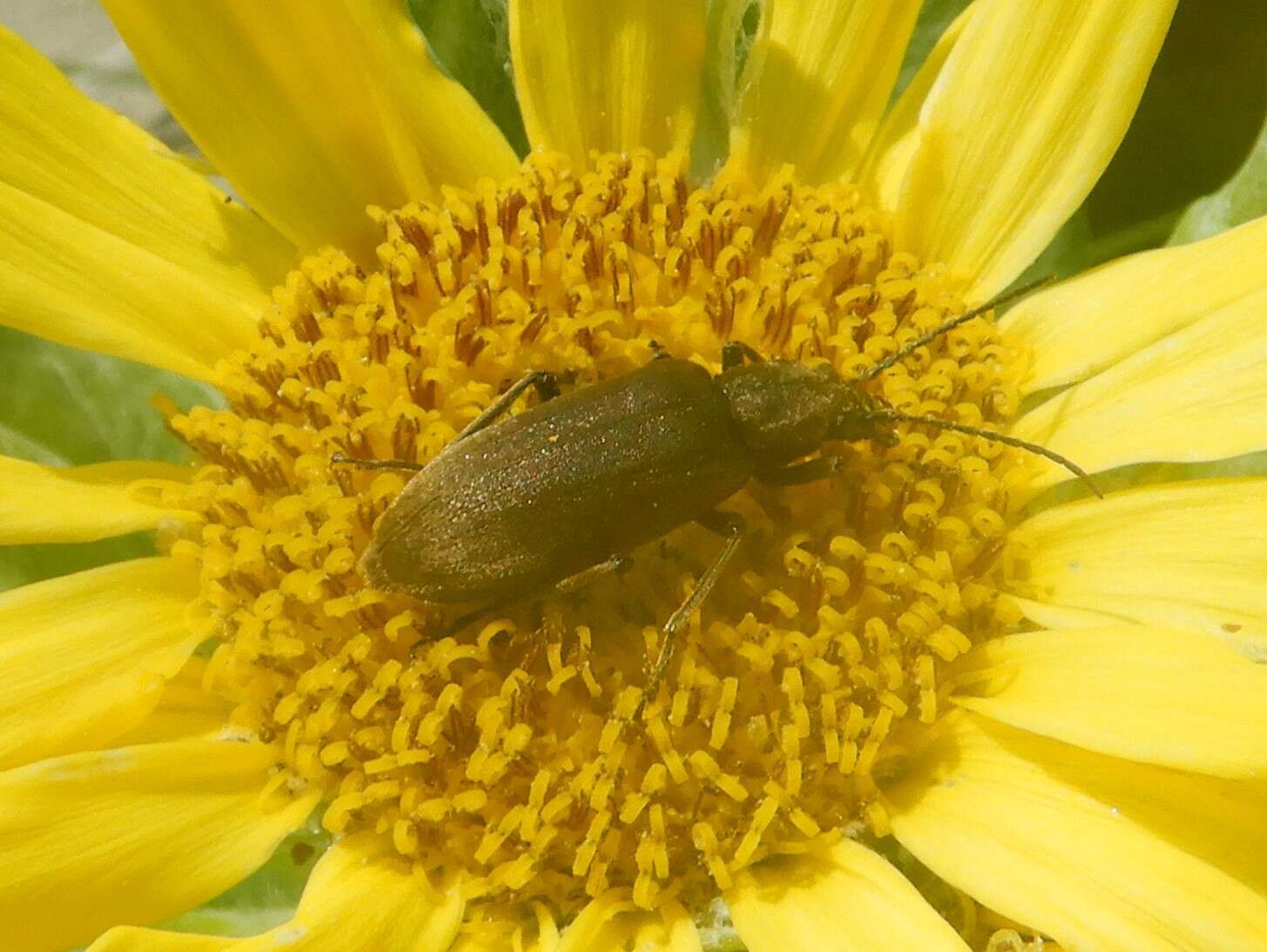 Image of Ditylus quadricollis (Le Conte 1851)