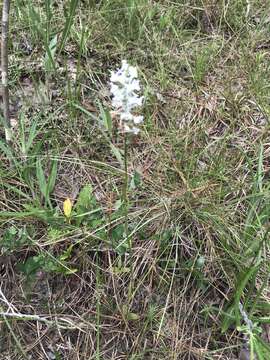 Image of Snowy orchid