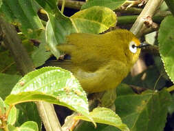 Image of Mbulu White-eye