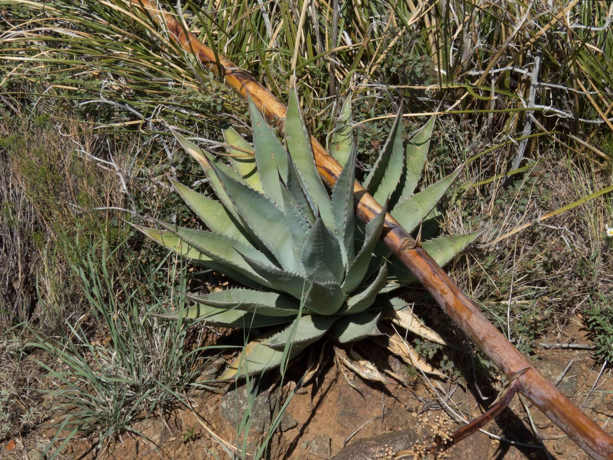 Agave chrysantha Peebles resmi