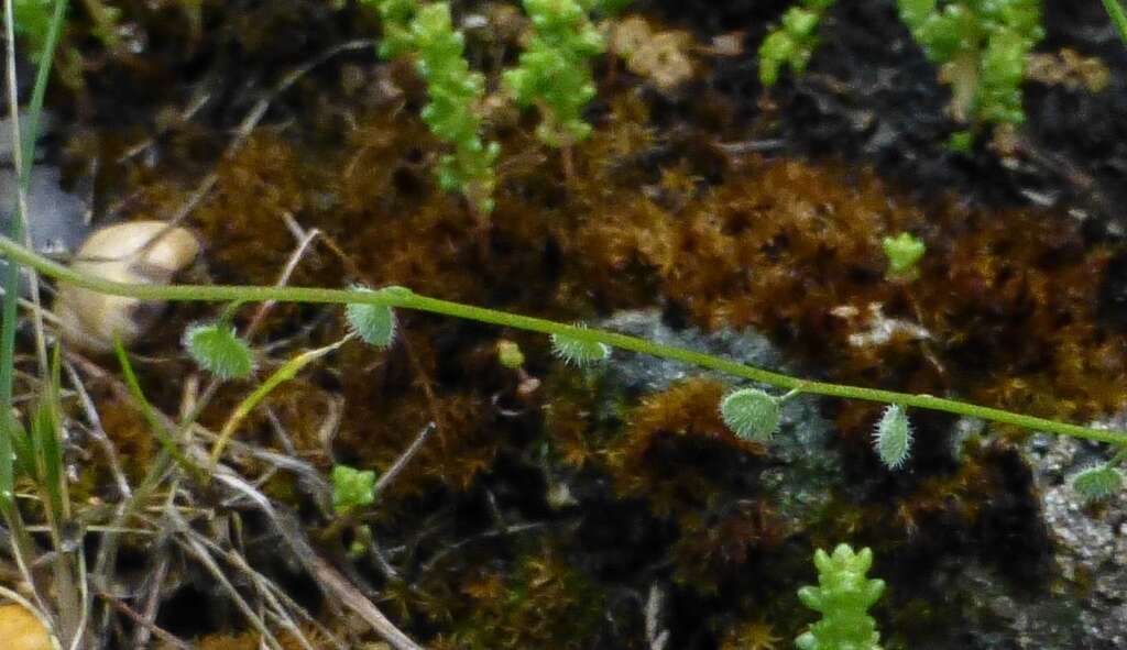 Image of sandweed