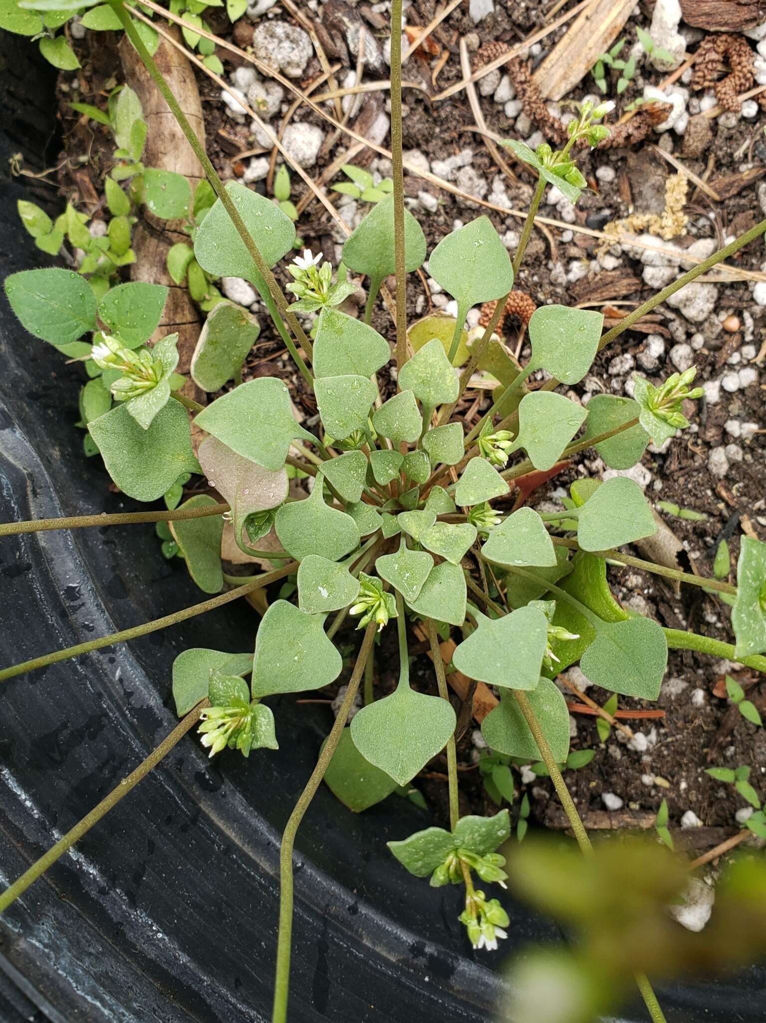 Слика од Claytonia rubra subsp. rubra