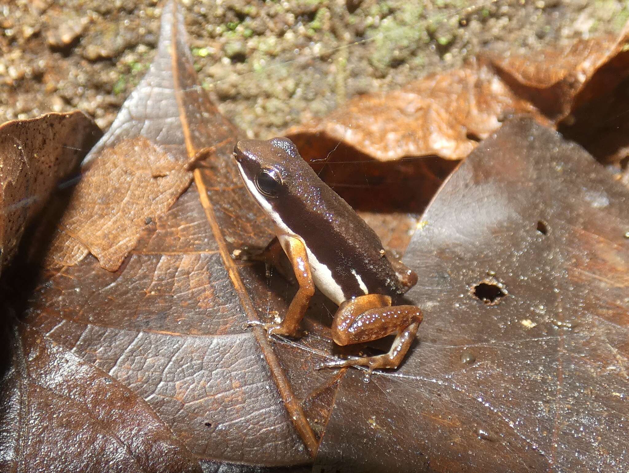 Plancia ëd Colostethus pratti (Boulenger 1899)