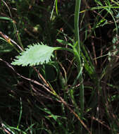 Pimpinella caffra (Eckl. & Zeyh.) D. Dietr. resmi