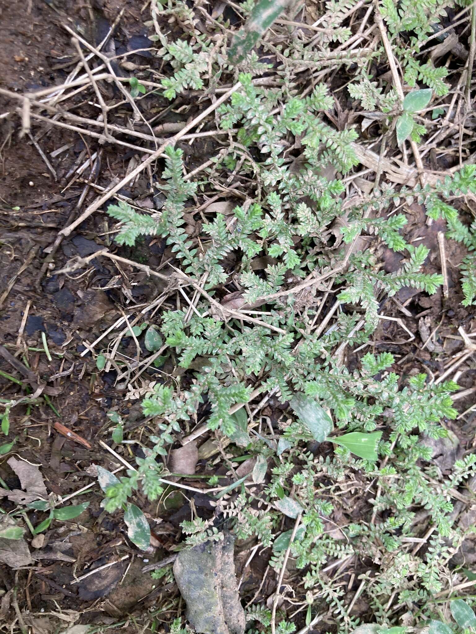 Image of Selaginella remotifolia Spring