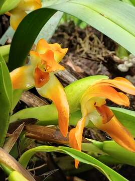 Image of Maxillaria cacaoensis J. T. Atwood