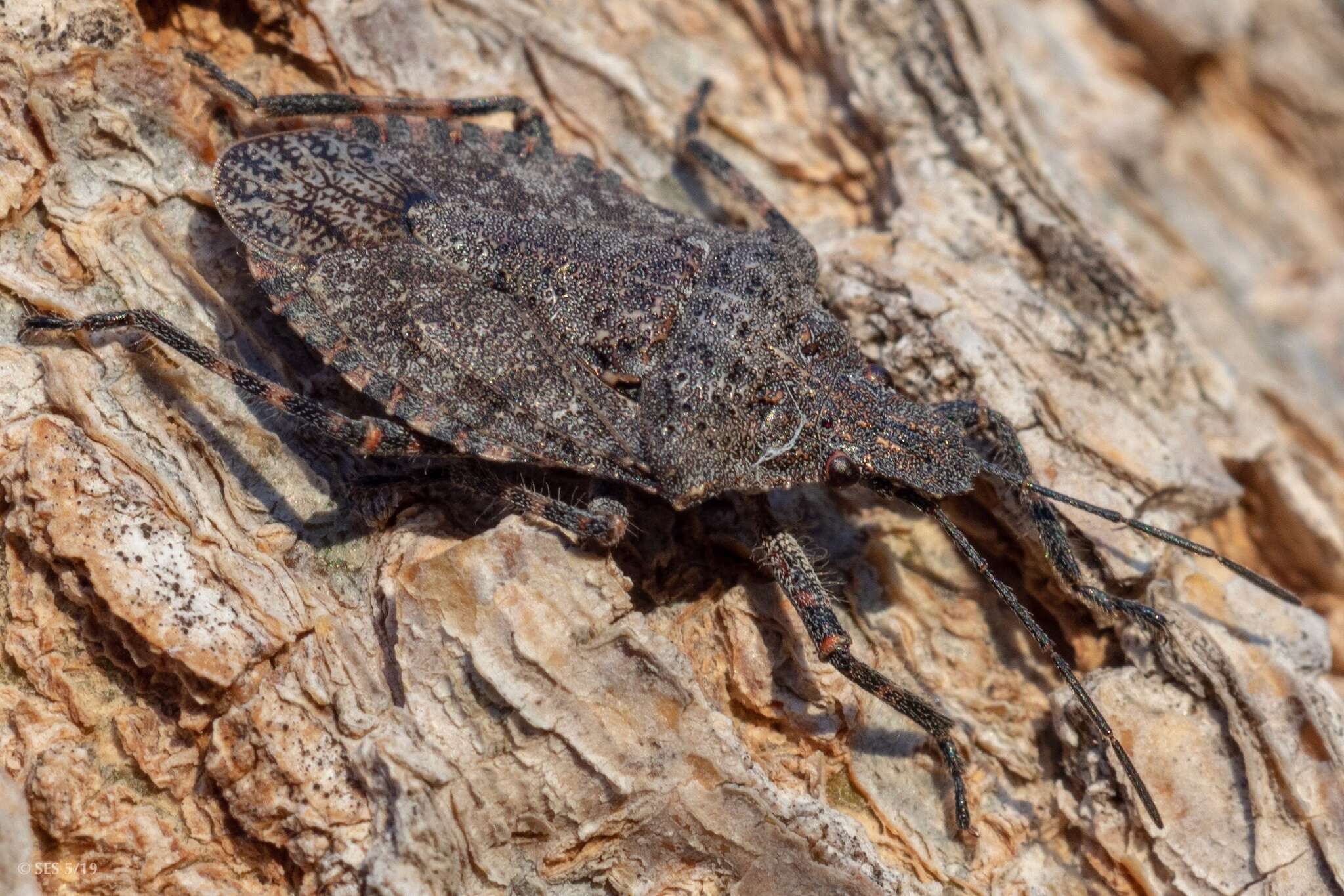 Image de Brochymena quadripustulata (Fabricius 1775)