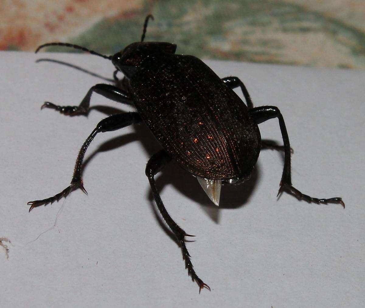 Calosoma (Campalita) chlorostictum Dejean 1831 resmi