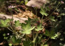 Image of Geranium wakkerstroomianum R. Knuth