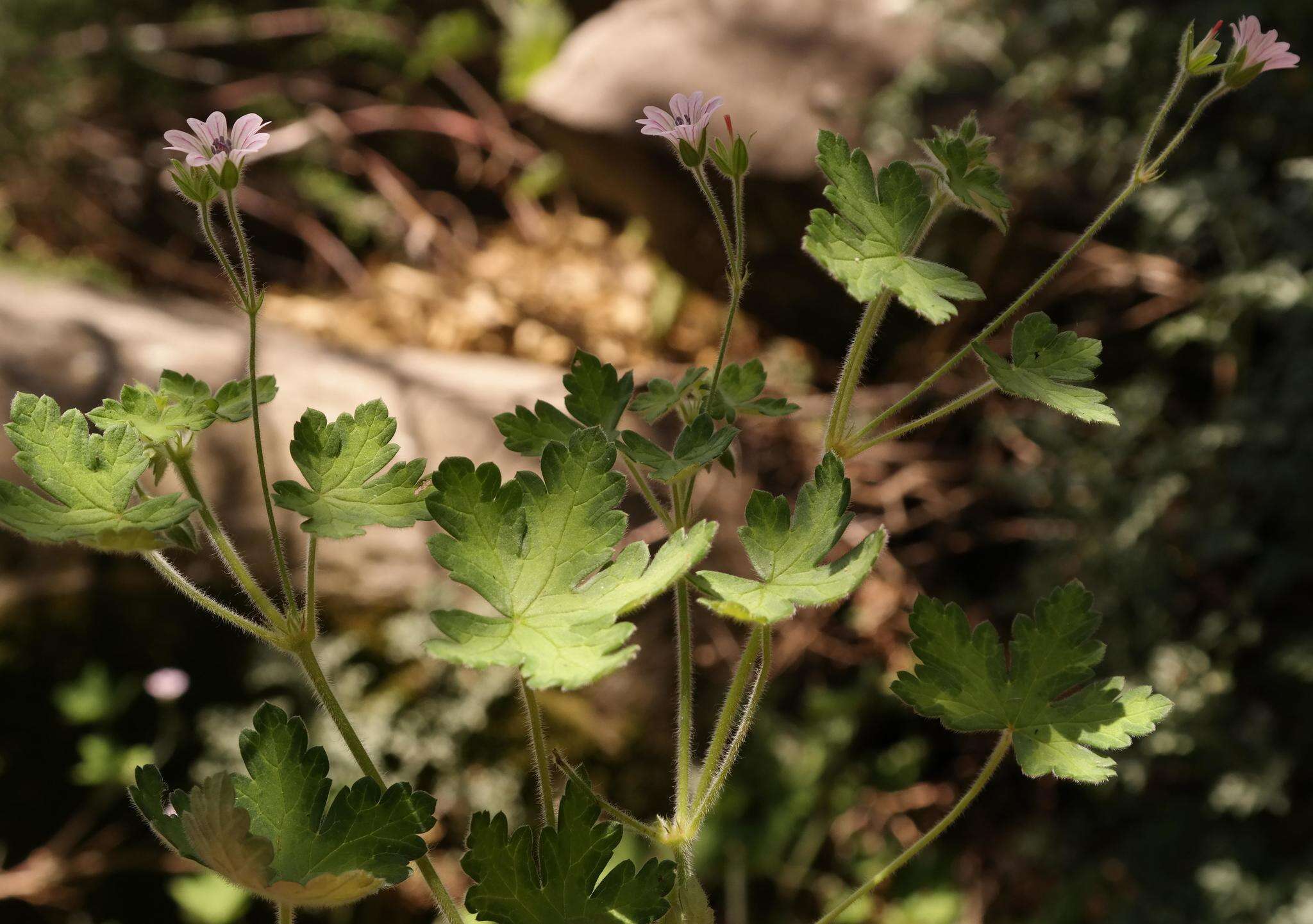 Image of Geranium wakkerstroomianum R. Knuth