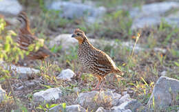 Image of Black-throated Bobwhite