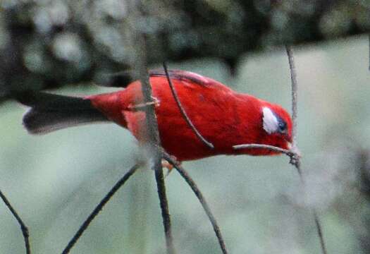 Image of Red Warbler