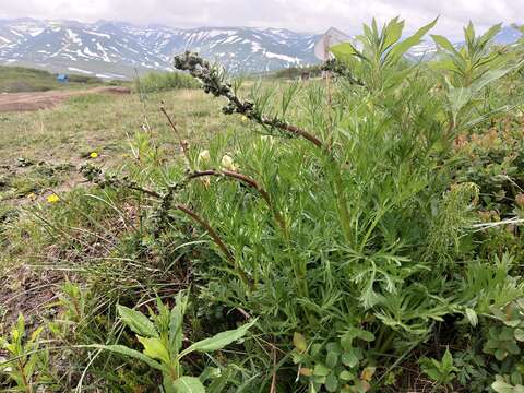 Image of boreal sagebrush