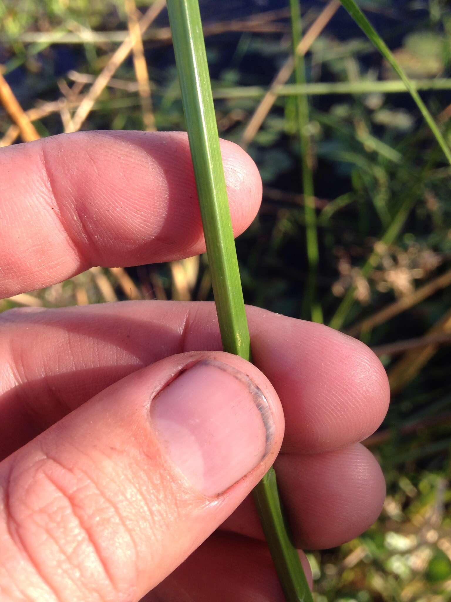 Plancia ëd Cyperus blepharoleptos Steud.